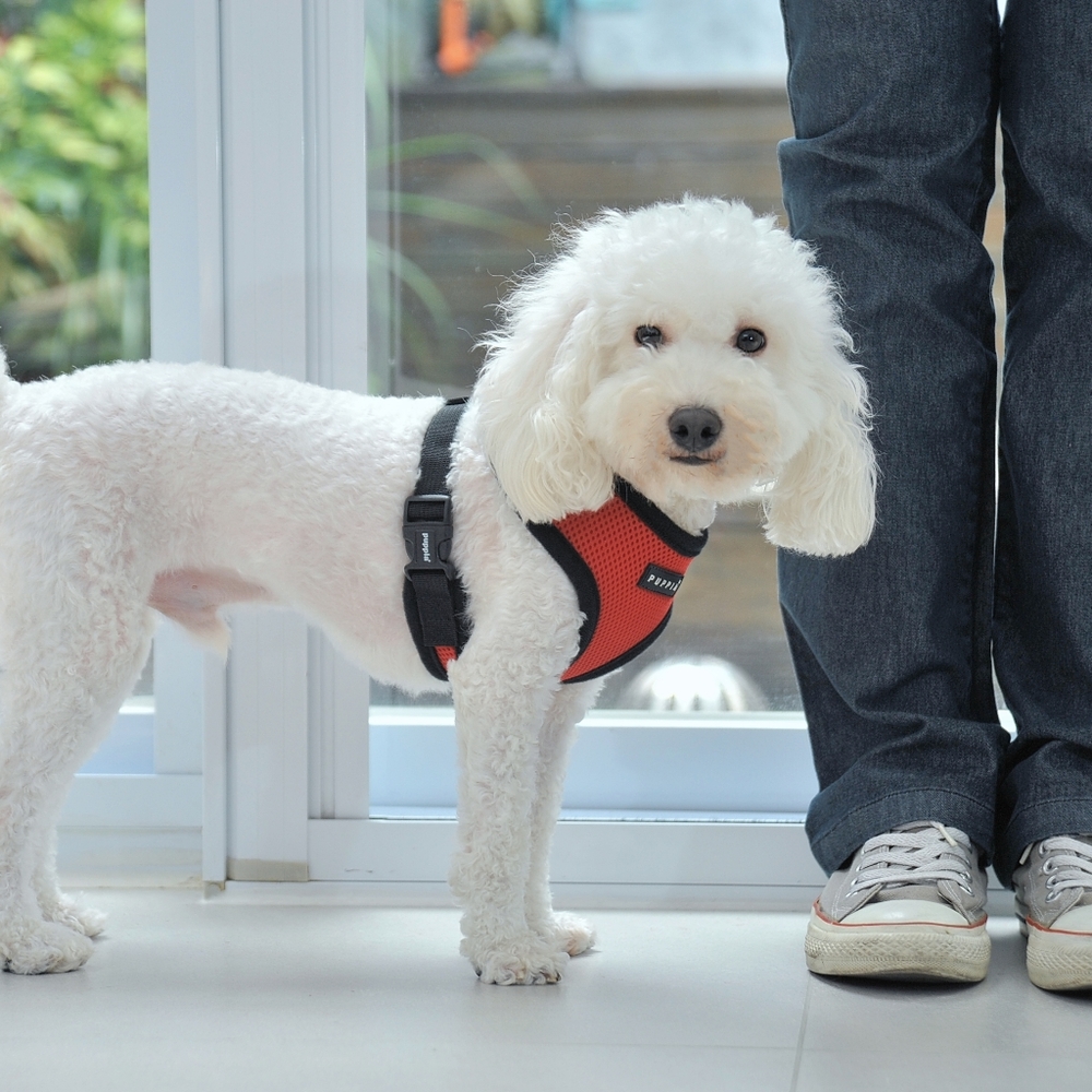 Puppia Soft Harness with Lead Set - NEW